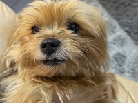 5 yaşında yorkshire terrier tuvalet eğitimi var