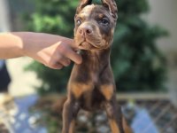 Mağazamızdan Dişi Kızıl Doberman King