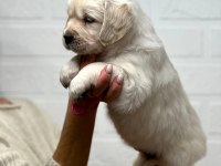 Golden Retriever Adrese Teslim Kapıda Ödeme Yapabilirsiniz