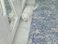 BRİTİSH SCOTTİSH KEDİSİ YAVRU