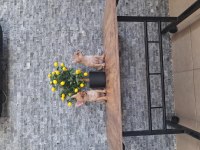 ANOTOMI VE RENKLERI SOZ KONUSU BILE OLMAYAN ŞİVAVALAR