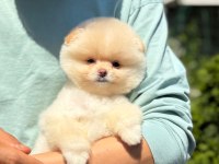 Pomeranian Boo Yavrularımız
