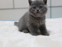 British Shorthair Yavruları