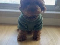 A+ ÜST KALİTE KORE ÇANTA BOY CÜCE POODLE BEBEKLER