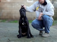 ŞECERELİ FULL AŞILI CANE CORSO YAVRULAR
