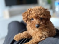 Toy Poodle Bakımlı Köpeğimiz