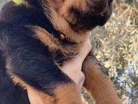 Koca Kafa Rottweiler Yavrular