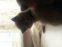 2 aylık british shorthair yavruların sahiplerini bekliyor