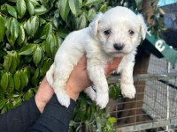 Maltese terrier