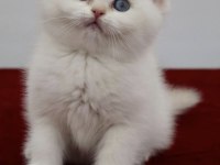 British Shorthair Yavrular