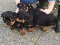 Koca Kafalı Rottweiler Bebekler