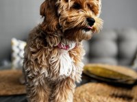 Oya adlı 4 aylık dişi köpeğimize ev arıyoruz
