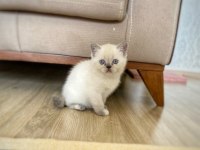 BRİTİSH SHORTHAİR BLUE POİNT KİTTEN