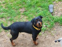 2 yaşında erkek rottweiller