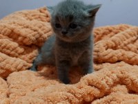 British Shorthair Yavrularımız