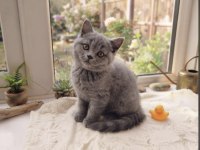 2 Aylık Erkek British Shorthair