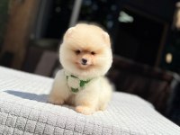 Sağlık ve ırk garantili pomeranian