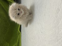 Daha Tatlısı Yok Scottish Fold
