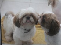 ŞECERELİ YAVRU KÖPEKLER ÜRETİCİDEN!