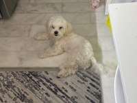 Sahiplendirme 8 aylık köpeğimiz