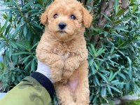 IRK GARANTİLİ TOY POODLE YAVRULARIMIZ
