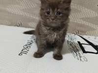 Scottish fold ve scottish straight yavrular 2 aylıklar