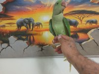 Alexander papağanı full evcil erkek