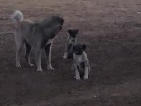 Kangal yavruları