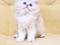 A KALİTE ORJİNAL BRİTİSH LONGHAİR DİŞİ YAVRUM