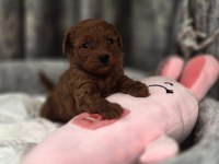 Toy Poodle Yavruları