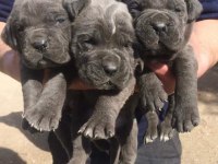 Cane Corso Blue Yavrular
