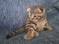 Ücretli Sahiplendirilme Scottish Fold