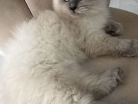Himalayan maviş oğlumuz
