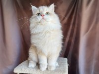 Krem rengi british longhair yakışıklı