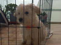 Çok tatlı maltese
