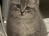 British Shorthair 60 Günlük