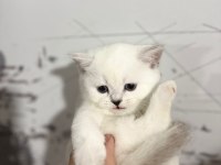 8 tane scottish fold yavrular 2 aylık
