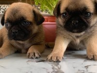 Hamburger pug mops yavruları