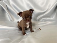 Çikolata chihuahua bebişler