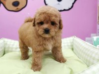 F2 Maltipoo Yavruları