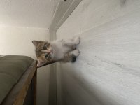 ÜCRETSİZ CİNS KEDİMİZİ SAHİPLENMEK İSTER MİSİNİZ