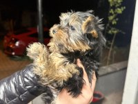 Yorkshire terrier yavrular