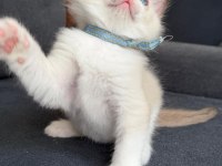 Ragdoll Yavrular