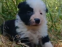 Border collie yavrum