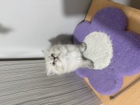 BRİTİSH LONGHAİR PAŞAM HAZIR