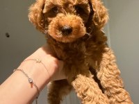 Minyatür Poodle 2,5 Aylık Safkan