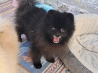 Siyah Pomeranian Yavrumuz 6 Aylık