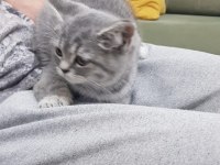 Sahiplendirilecektir british shorthair