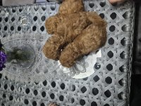 Toy poodle 1 numara