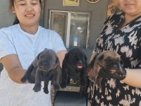 Cane Corso Yavrularımız